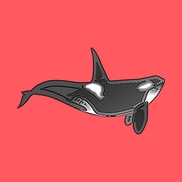 Orca Line Art Design by PhotoArts