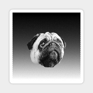 Cute Pug Dog Face in Black & White Magnet