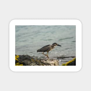 Black-crowned night heron of hawaii 9 Magnet