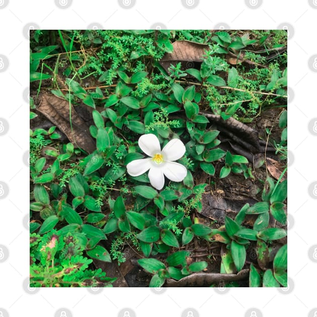 White Plumeria flower drop on the ground by FOGSJ