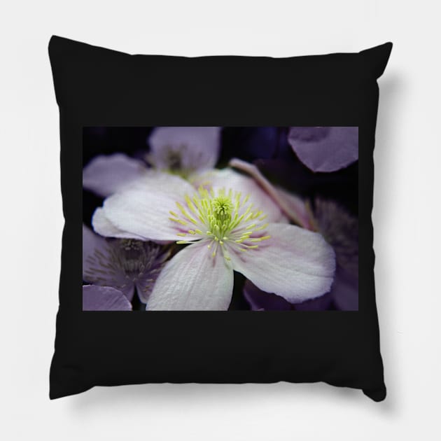 Pink Clematis flower Pillow by InspiraImage