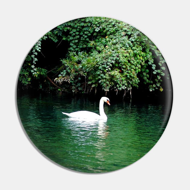 Elegant White Swan Floating in Lake Pin by Star58