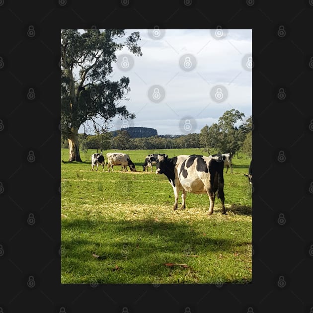 Holstein Friesians - Dairy Cows - photography by Avril Thomas by AvrilThomasart