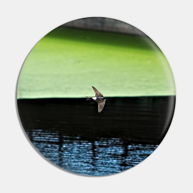 Swallow Flying Across Lake Bird Wildlife Spring Pin by oknoki