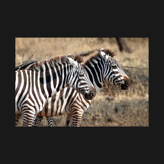 Plains Zebra, Serengeti National Park, Tanzania by Carole-Anne