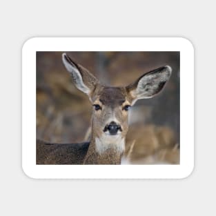 Mule Deer Listening Intently Magnet