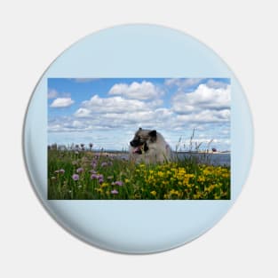 Keeshond amongst the flowers Pin