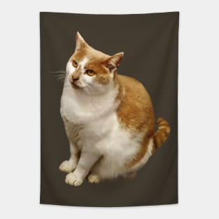 Orange and White Short Haired Cat Tapestry