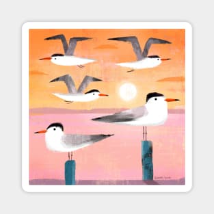 Caspian Terns at Sunset Magnet