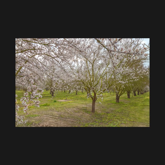 Almond Blossoms by jvnimages