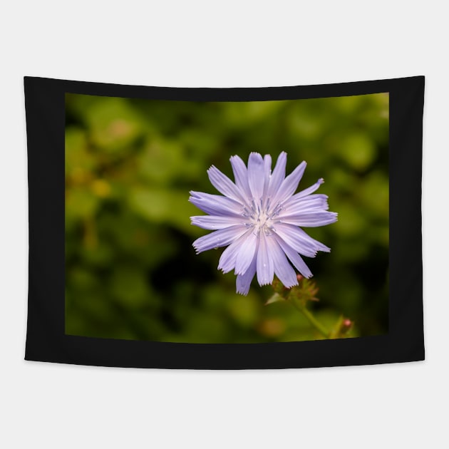 Purple chicory flower Tapestry by lena-maximova