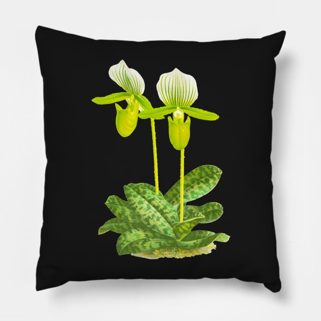 Green Lady slipper orchid - Paphiopedilum lawrenceanum var Hyeanum - botanical illustration Pillow by chimakingthings