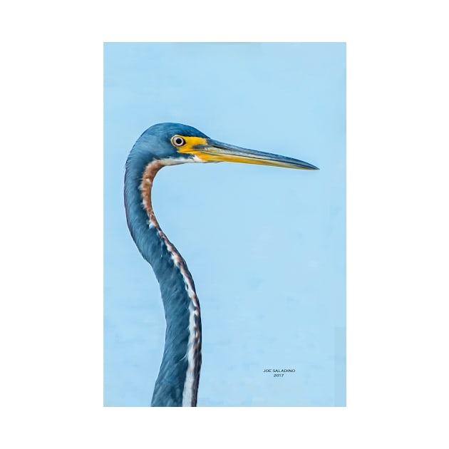 Blue heron by joesaladino