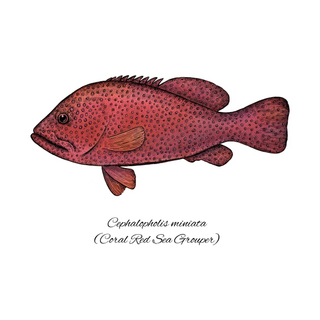 cephalopholis miniata by eugeniahauss