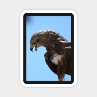 Red Tailed Hawk Magnet