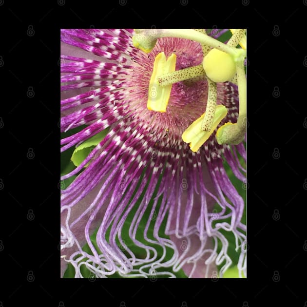 Passion Flower Detail by AnnetteMSmiddy