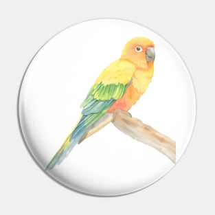 Sun parakeet conure watercolor parrot portrait Pin