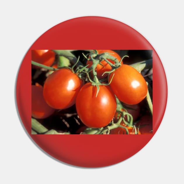 Red Tomatoes Pin by Bravuramedia