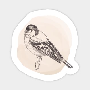 Hand drawn illustration of chaffinch bird Magnet