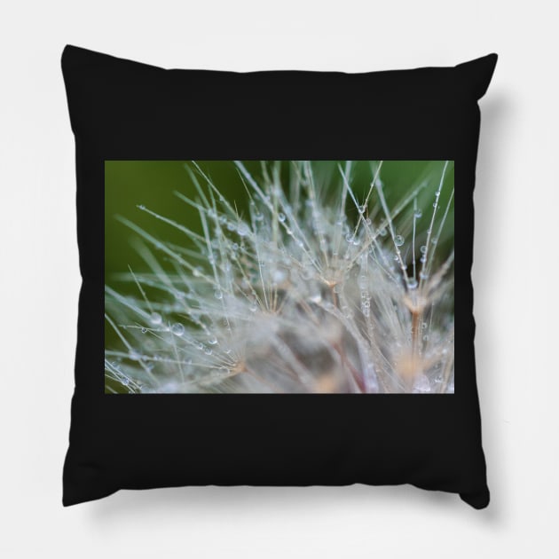 Water dew on Dandelion Pillow by jvnimages