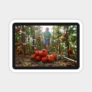 Caucasian farmer picking tomatoes Magnet