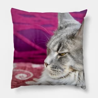 Maine Coon / Swiss Artwork Photography Pillow