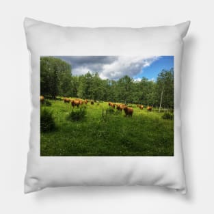 Scottish Highland Cattle Cows 2030 Pillow