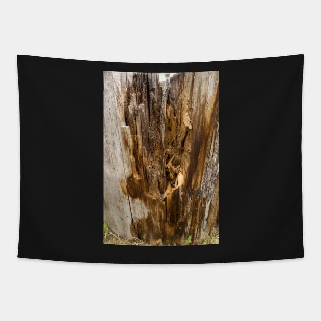 Wood texture of rotten tree trunk, close-up, texture, background Tapestry by NxtArt