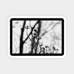 delicate buds in monochrome Magnet