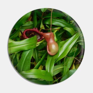 Pitcher Plants Pin