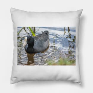 Hawaiian coot 3 Pillow