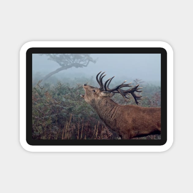 Red deer stag Magnet by mansaards