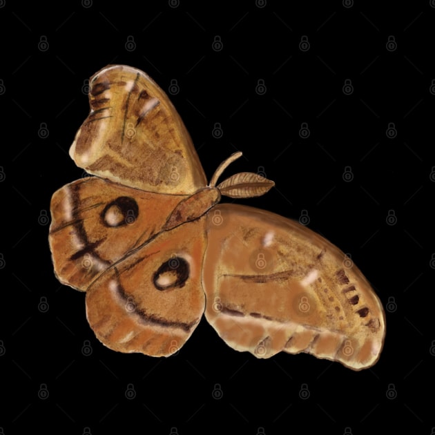 Night Moth, Hyalophora cecropia, Illustration by Julia Doria Illustration