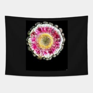 Gerbera Tapestry