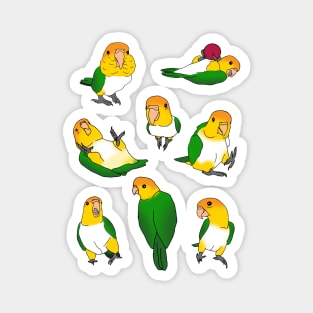 caique doodle pattern Magnet