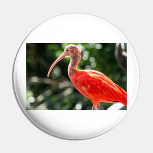10117 ibis Pin