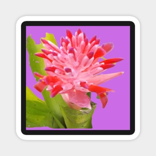 Colorful Tropical Bromeliad Flower in Pink, Purple, Lavender and Green Magnet