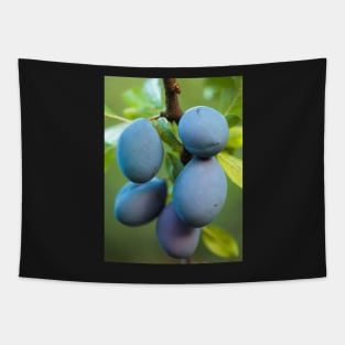 Ripe blue plums in an orchard Tapestry