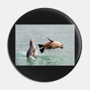 Playful Sea Lions, Baird Bay SA Pin