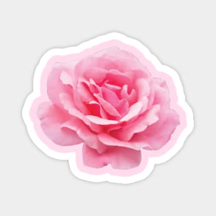 A Big Pink Rose Flower Magnet