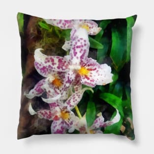 Elegant Beallara Orchid Pillow