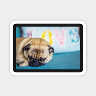 Pug Love Magnet