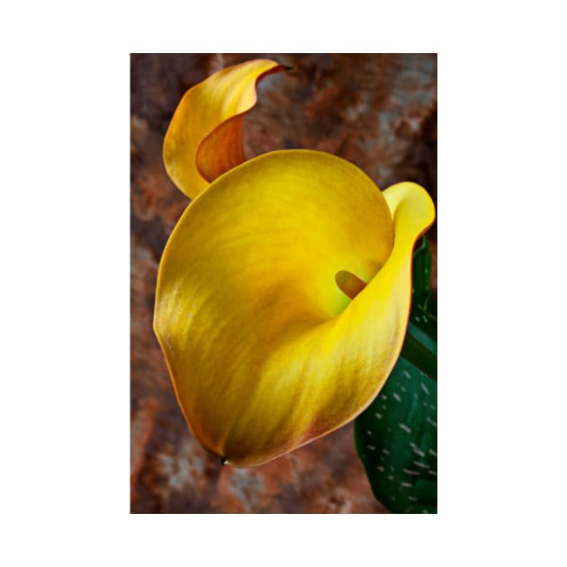 Yellow Calla Lilly by photogarry