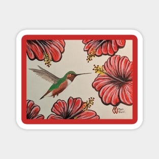 Allen's hummingbird drinking nectar from the hibiscus flowers Magnet