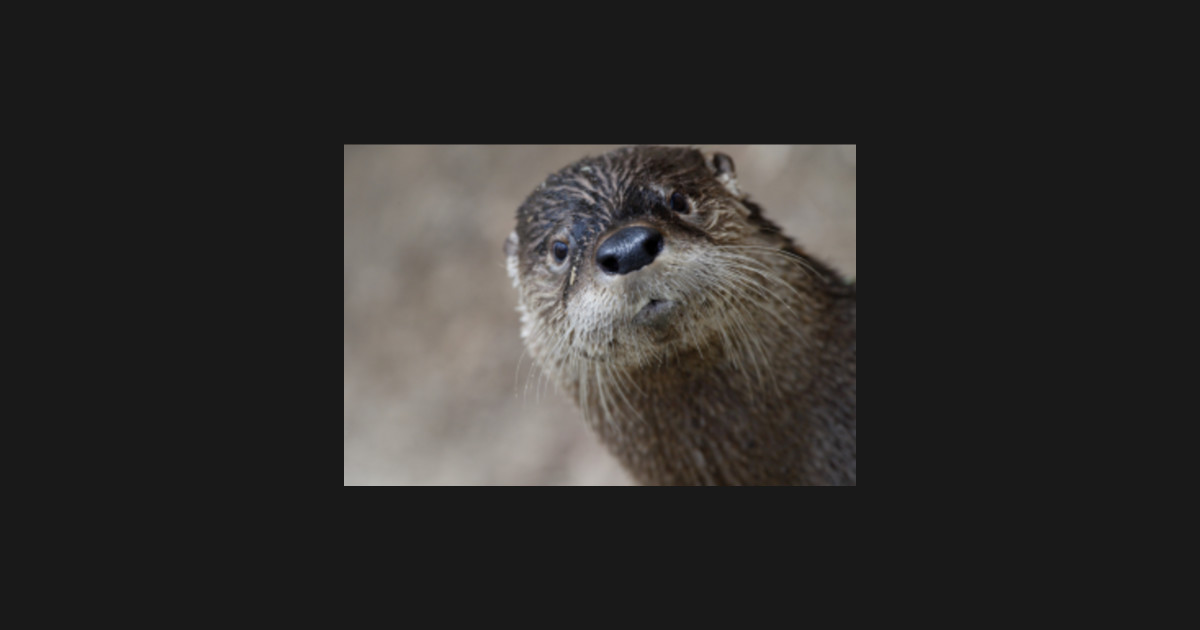 Cute Otter staring at you Otter TShirt TeePublic UK