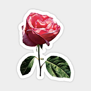 Roses - Delicate Pink Rosebud Magnet