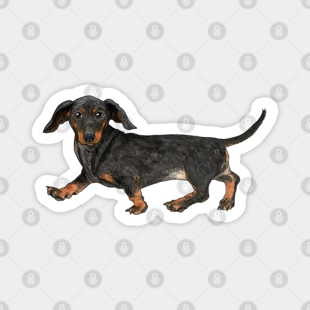 Black and tan dachshund Magnet by Savousepate