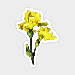 Two Yellow Irises and Buds Magnet