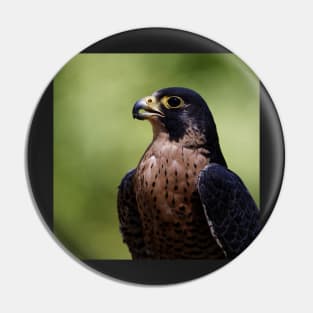 Peregrine Falcon Pin