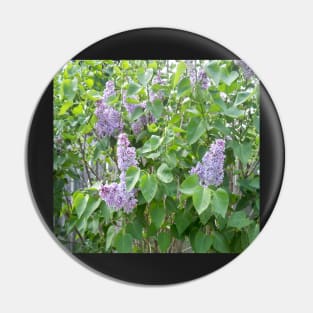 Lilac Pin